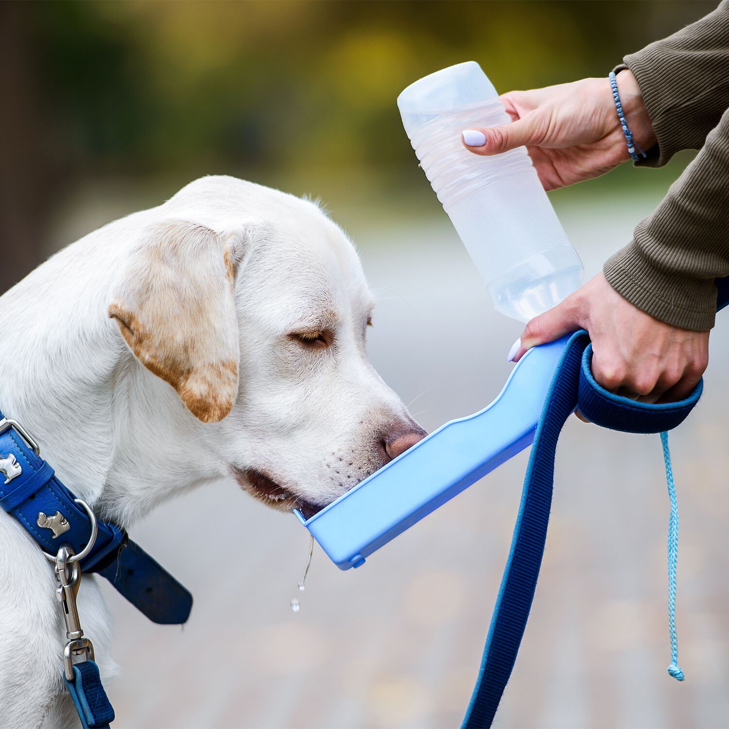 Travel Water Bottle for Pets Home Store More