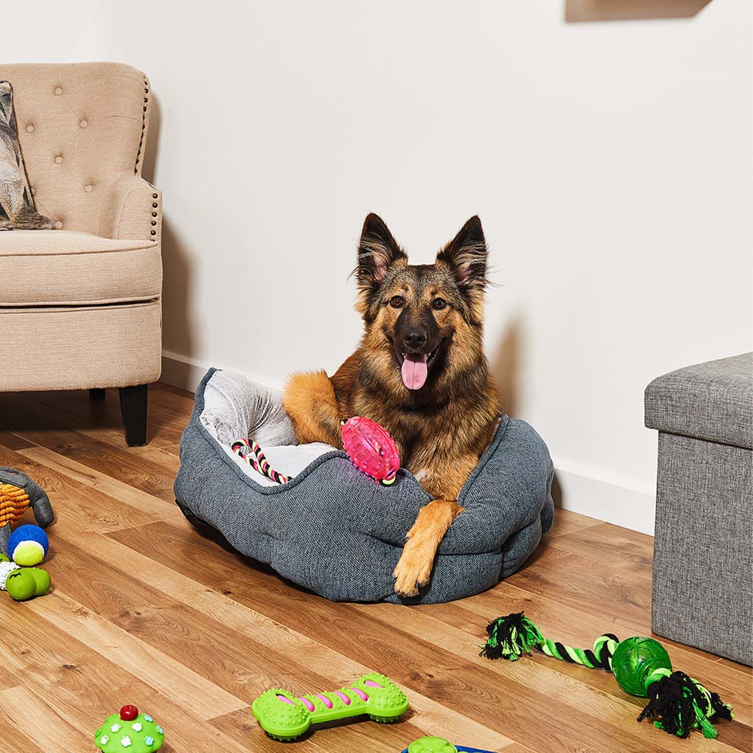 Dog beds homestore and clearance more